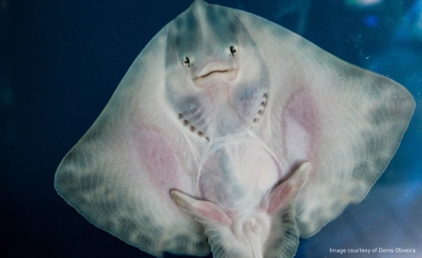 The Inner-Lives of Sharks, Stingrays and Siamese Fighting Fish