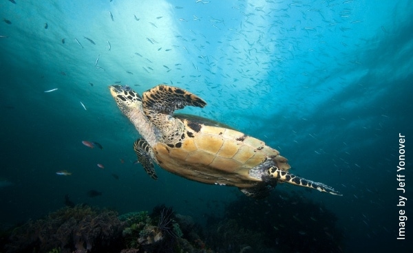 Have You Met A Hawksbill Turtle?