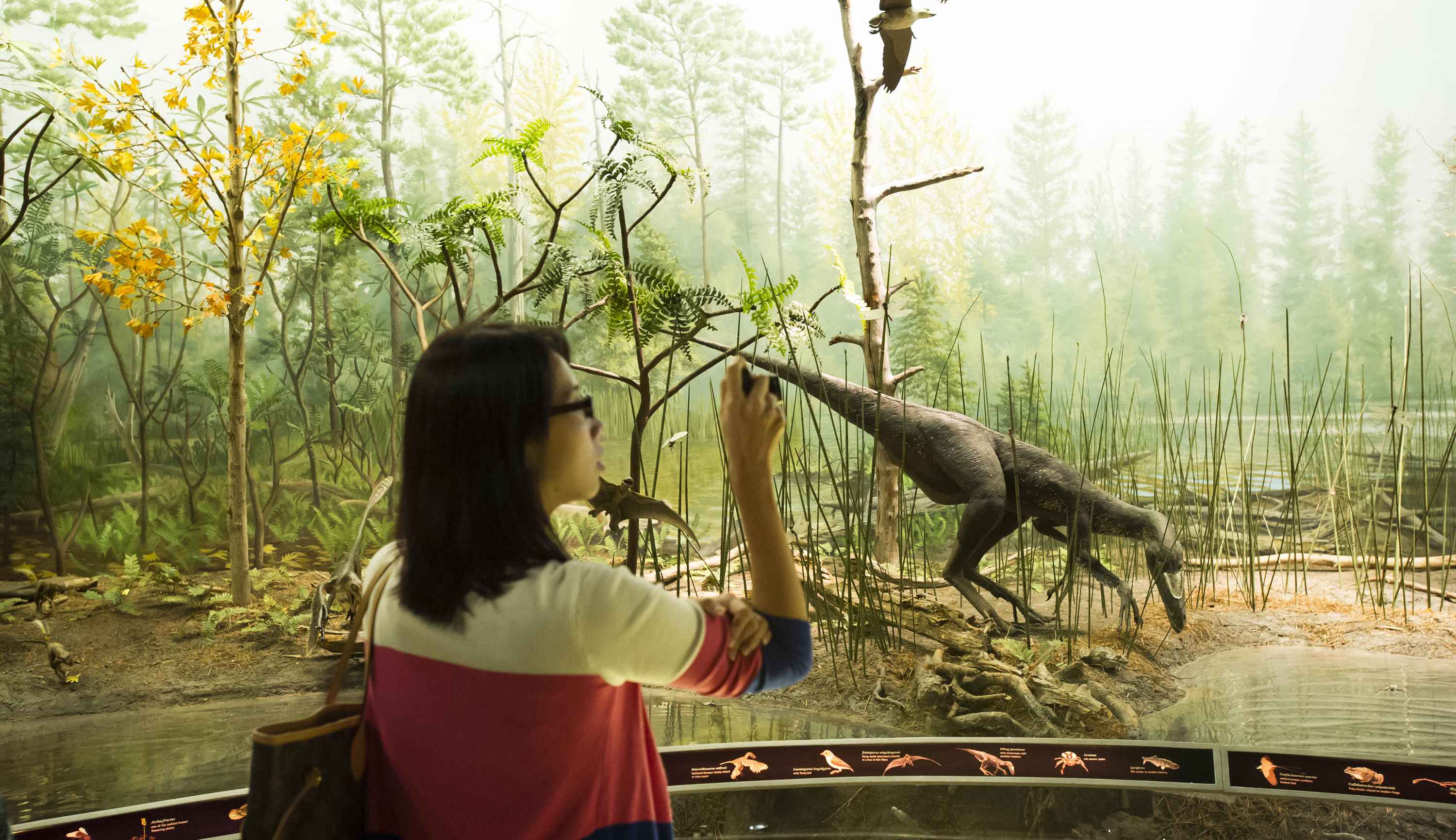 Dinosaurs: Dawn to Extinction Exhibit