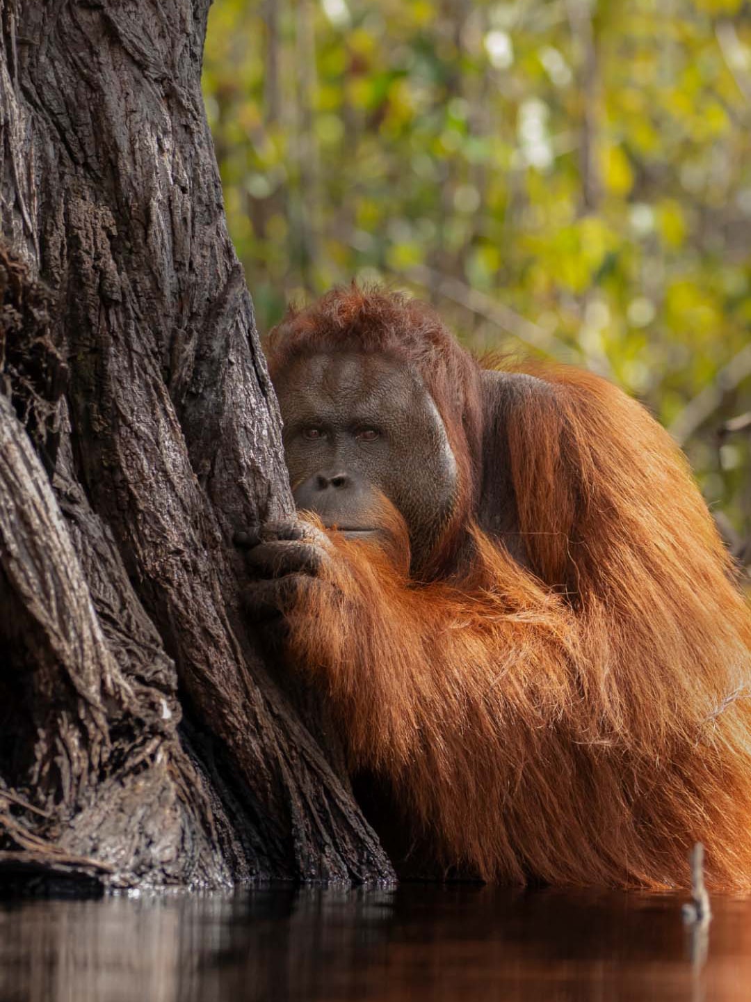 Orang Utan hiding behind tree