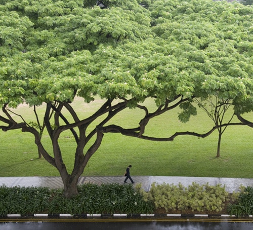 Watching trees. Rain Tree Сингапур.